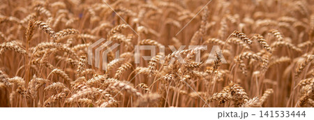 golden wheat stalks standing still in serene rural landscape with dry grass and plant stems, close-up view of agricultural field under light yellow sky, natural beauty. 141533444