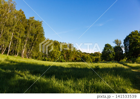 Lush green meadow bordered by a dense stand of birch trees under a clear blue sky, capturing the tranquil essence of a sunny summer afternoon in the countryside Lush green meadow bordered by a dense stand of birch trees under a clear blue sky, capturing the tranquil essence of a sunny summer afternoon in the countryside 141533539