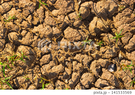 Close-up of parched cracked earth surface in arid environment with tiny green wild plants struggling to grow, scorched by intense summer sun, dry terrain texture top view Close-up of parched cracked earth surface in arid environment with tiny green wild plants struggling to grow, scorched by intense summer sun, dry terrain texture top view 141533569