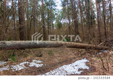 Massive fallen pine tree trunk lying across a woodland path in early April, showing textured bark and rugged details amidst the melting spring snow in a quiet serene coniferous forest environment Massive fallen pine tree trunk lying across a woodland path in early April, showing textured bark and rugged details amidst the melting spring snow in a quiet serene coniferous forest environment 141533584