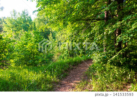 Vibrant dirt path winding through a sun-drenched lush deciduous forest, soft golden sunlight filtering through fresh green leaves creates a peaceful summer vibe in this wild woodland escape Vibrant dirt path winding through a sun-drenched lush deciduous forest, soft golden sunlight filtering through fresh green leaves creates a peaceful summer vibe in this wild woodland escape 141533593