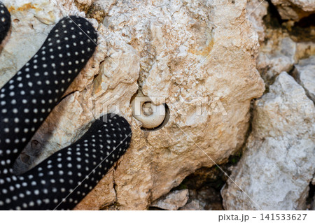 Close-up of a fossilized gastropod shell cast embedded in rough limestone rock, discovered by a researcher wearing a protective work glove during a geological field study at a quarry Close-up of a fossilized gastropod shell cast embedded in rough limestone rock, discovered by a researcher wearing a protective work glove during a geological field study at a quarry 141533627