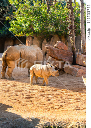white rhinoceros mother with calf in zoo enclosure african wildlife white rhinoceros mother with calf in zoo enclosure african wildlife 141533753