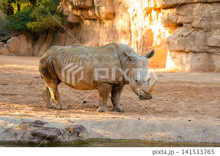 white rhinoceros standing in zoo enclosure african wildlife animal white rhinoceros standing in zoo enclosure african wildlife animal 141533765