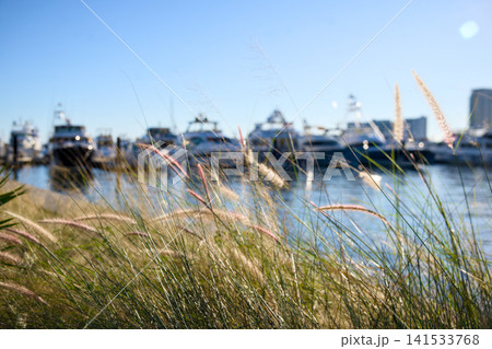 Tall Grasses Framing Marina With Docked Boats And Yachts Tall Grasses Framing Marina With Docked Boats And Yachts 141533768