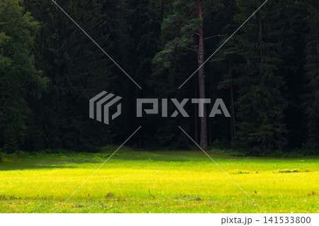 A bright green meadow contrasting with the dark coniferous forest in the background. A bright green meadow contrasting with the dark coniferous forest in the background. 141533800