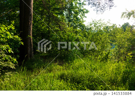 Sunlight filters through dense green foliage, casting a vibrant glow on a lush grassy meadow tucked beneath the towering trunk of a sturdy old tree in a peaceful summer woodland Sunlight filters through dense green foliage, casting a vibrant glow on a lush grassy meadow tucked beneath the towering trunk of a sturdy old tree in a peaceful summer woodland 141533884