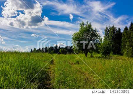 Lush green meadow with a lone tree standing out under a bright summer sky featuring wispy cirrus clouds and a vibrant deep blue atmosphere on a sunny day 141533892