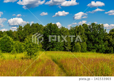 Vibrant summer meadow with tall wild grasses and a lone young tree in the foreground against a backdrop of lush green deciduous forest under a bright blue sky with fluffy white clouds 141533903