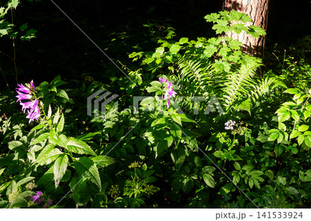 Vibrant purple bellflowers blooming amidst lush green forest foliage and ferns, illuminated by dappled golden sunlight filtering through the dense woodland canopy in a peaceful summer setting Vibrant purple bellflowers blooming amidst lush green forest foliage and ferns, illuminated by dappled golden sunlight filtering through the dense woodland canopy in a peaceful summer setting 141533924