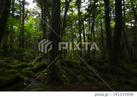 山梨・青木ヶ原樹海 山梨・青木ヶ原樹海 141533936