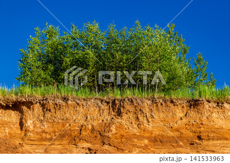 Young birch trees growing along the edge of a sandy quarry cliff against a clear blue sky, low angle view highlighting the vivid green foliage and earthy soil texture Young birch trees growing along the edge of a sandy quarry cliff against a clear blue sky, low angle view highlighting the vivid green foliage and earthy soil texture 141533963