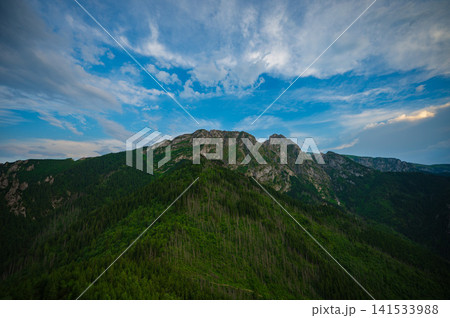 Dense Mountain Forest Representing Climate Conservation and Biodiversity Dense Mountain Forest Representing Climate Conservation and Biodiversity 141533988