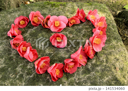 Heart Shaped Red Camellia Flowers on Mossy Stone Heart Shaped Red Camellia Flowers on Mossy Stone 141534060