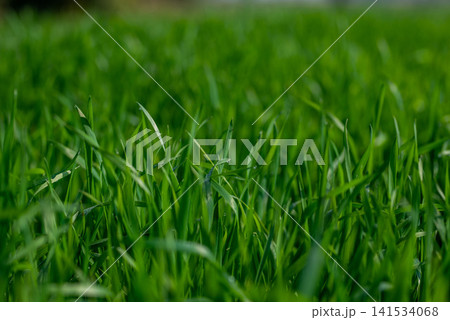 Green Grass Background with Fresh Lawn Blades and Soft Focus Green Grass Background with Fresh Lawn Blades and Soft Focus 141534068