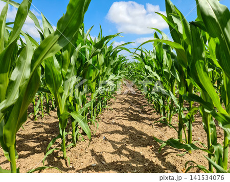 Green Corn Field Rows Under Blue Sky Green Corn Field Rows Under Blue Sky 141534076