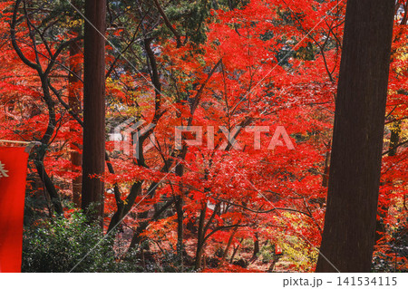 [毘沙門堂門跡]あたり一面を真っ赤に染める色鮮やかな紅葉 141534115