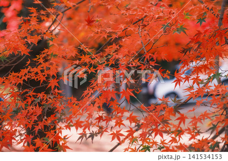 [毘沙門堂門跡]あたり一面を真っ赤に染める色鮮やかな紅葉 141534153