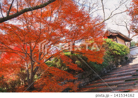 [毘沙門堂門跡]あたり一面を真っ赤に染める色鮮やかな紅葉 141534162