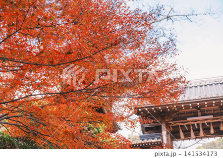 [毘沙門堂門跡]あたり一面を真っ赤に染める色鮮やかな紅葉 141534173