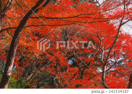 [毘沙門堂門跡]あたり一面を真っ赤に染める色鮮やかな紅葉 141534187