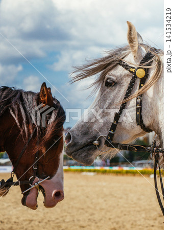 Horses Close-Up with Bridles in Outdoor Equestrian Arena Horses Close-Up with Bridles in Outdoor Equestrian Arena 141534219