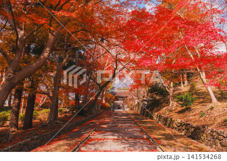 [毘沙門堂門跡]あたり一面を真っ赤に染める色鮮やかな紅葉 141534268