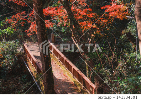 [毘沙門堂門跡]あたり一面を真っ赤に染める色鮮やかな紅葉 141534301