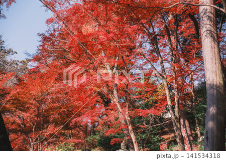 [毘沙門堂門跡]あたり一面を真っ赤に染める色鮮やかな紅葉 141534318