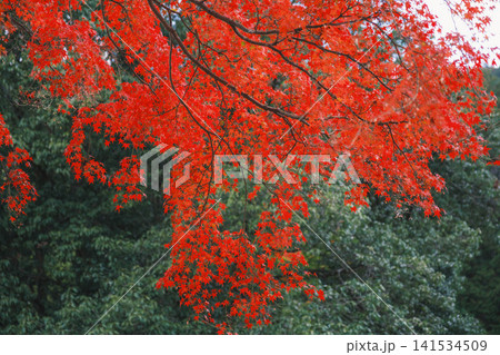 [琵琶湖疏水]美しい紅葉があたり一面を色鮮やかに染める。京都の穴場紅葉スポット 141534509