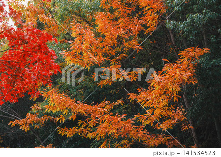 [琵琶湖疏水]美しい紅葉があたり一面を色鮮やかに染める。京都の穴場紅葉スポット 141534523