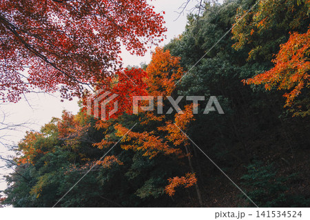 [琵琶湖疏水]美しい紅葉があたり一面を色鮮やかに染める。京都の穴場紅葉スポット 141534524