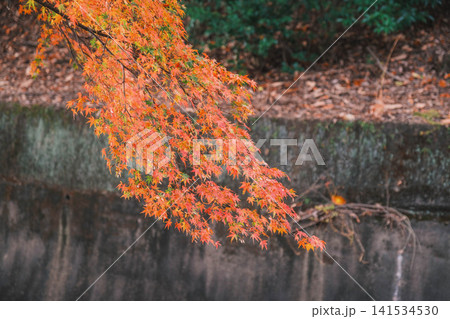 [琵琶湖疏水]美しい紅葉があたり一面を色鮮やかに染める。京都の穴場紅葉スポット 141534530