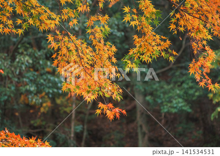 [琵琶湖疏水]美しい紅葉があたり一面を色鮮やかに染める。京都の穴場紅葉スポット 141534531