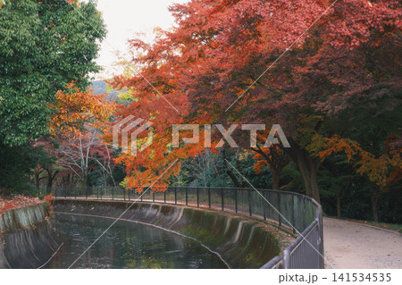 [琵琶湖疏水]美しい紅葉があたり一面を色鮮やかに染める。京都の穴場紅葉スポット 141534535