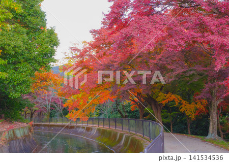 [琵琶湖疏水]美しい紅葉があたり一面を色鮮やかに染める。京都の穴場紅葉スポット 141534536