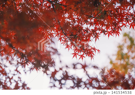 [琵琶湖疏水]美しい紅葉があたり一面を色鮮やかに染める。京都の穴場紅葉スポット 141534538