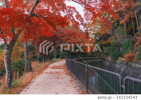 [琵琶湖疏水]美しい紅葉があたり一面を色鮮やかに染める。京都の穴場紅葉スポット 141534543