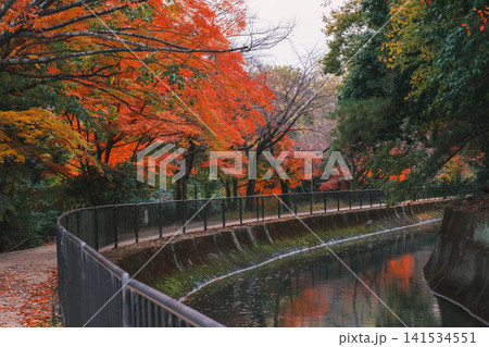 [琵琶湖疏水]美しい紅葉があたり一面を色鮮やかに染める。京都の穴場紅葉スポット 141534551