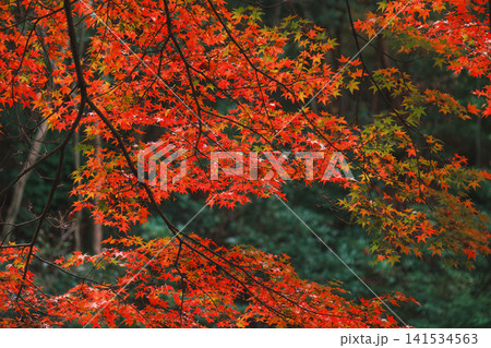 [琵琶湖疏水]美しい紅葉があたり一面を色鮮やかに染める。京都の穴場紅葉スポット 141534563