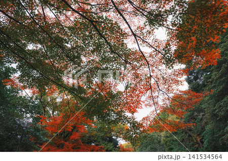 [琵琶湖疏水]美しい紅葉があたり一面を色鮮やかに染める。京都の穴場紅葉スポット 141534564