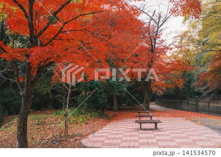 [琵琶湖疏水]美しい紅葉があたり一面を色鮮やかに染める。京都の穴場紅葉スポット 141534570
