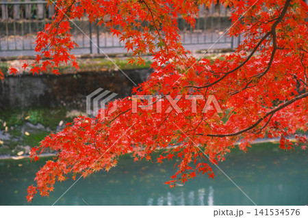 [琵琶湖疏水]美しい紅葉があたり一面を色鮮やかに染める。京都の穴場紅葉スポット 141534576