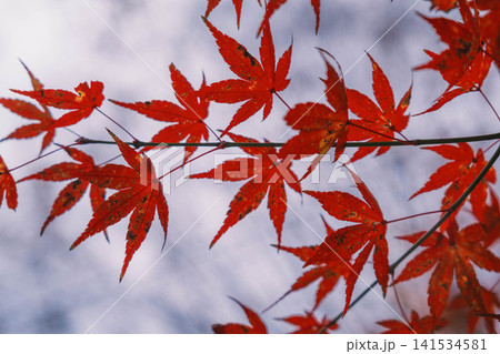 [琵琶湖疏水]美しい紅葉があたり一面を色鮮やかに染める。京都の穴場紅葉スポット 141534581