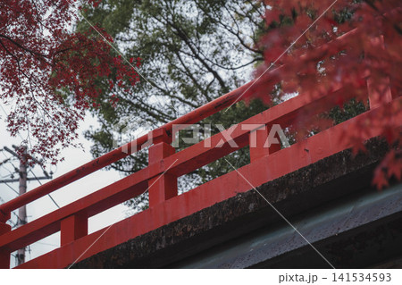 [琵琶湖疏水]美しい紅葉があたり一面を色鮮やかに染める。京都の穴場紅葉スポット 141534593