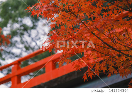 [琵琶湖疏水]美しい紅葉があたり一面を色鮮やかに染める。京都の穴場紅葉スポット 141534594