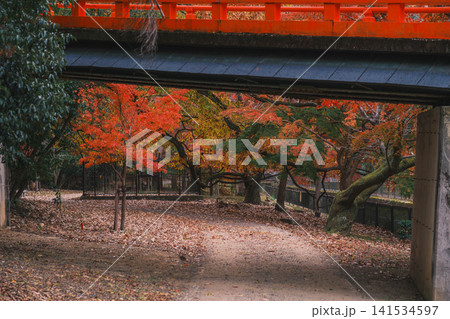 [琵琶湖疏水]美しい紅葉があたり一面を色鮮やかに染める。京都の穴場紅葉スポット 141534597