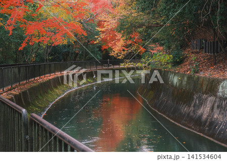 [琵琶湖疏水]美しい紅葉があたり一面を色鮮やかに染める。京都の穴場紅葉スポット 141534604