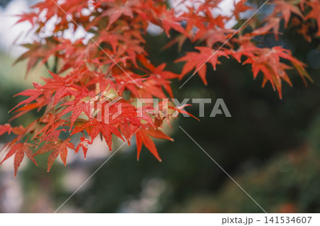 [琵琶湖疏水]美しい紅葉があたり一面を色鮮やかに染める。京都の穴場紅葉スポット 141534607