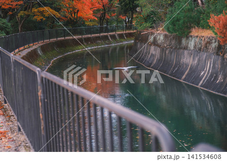 [琵琶湖疏水]美しい紅葉があたり一面を色鮮やかに染める。京都の穴場紅葉スポット 141534608